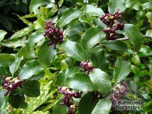 PITTOSPORUM tenuifolium  