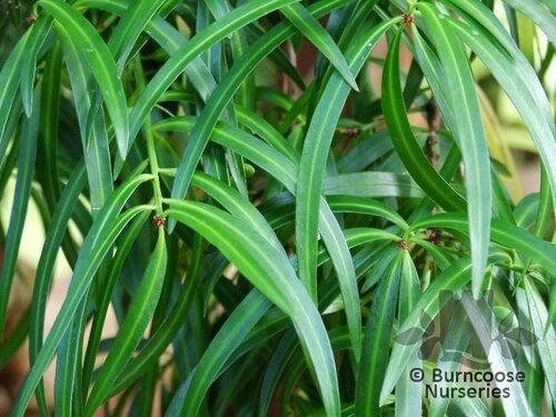 Podocarpus Salignus