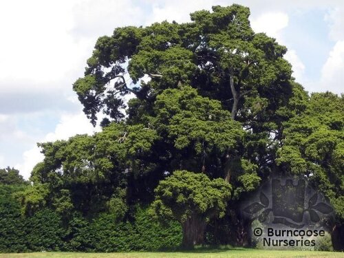 PODOCARPUS totara  
