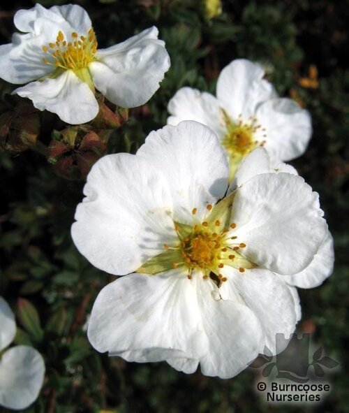 POTENTILLA fruticosa 'Abbotswood' 