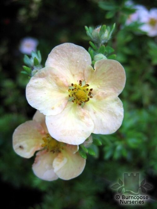 POTENTILLA fruticosa 'Daydawn' 