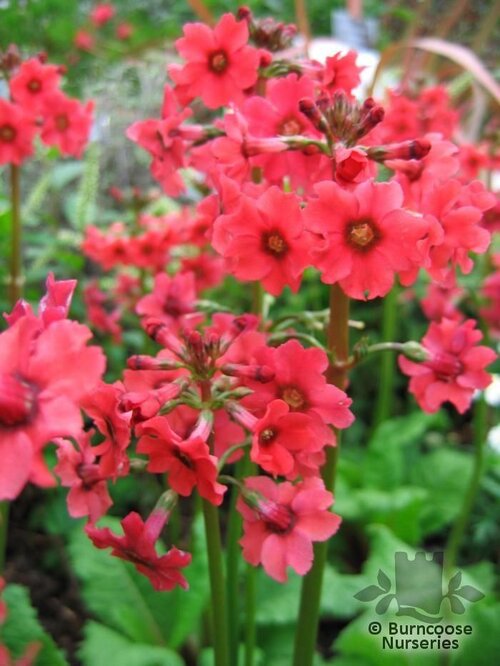 PRIMULA japonica 'Miller's Crimson' 