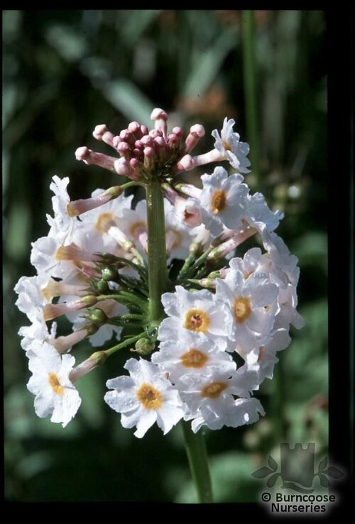 PRIMULA japonica 'Postford White' 