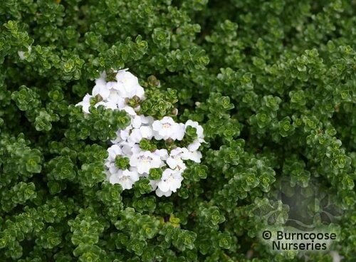 PROSTANTHERA cuneata  