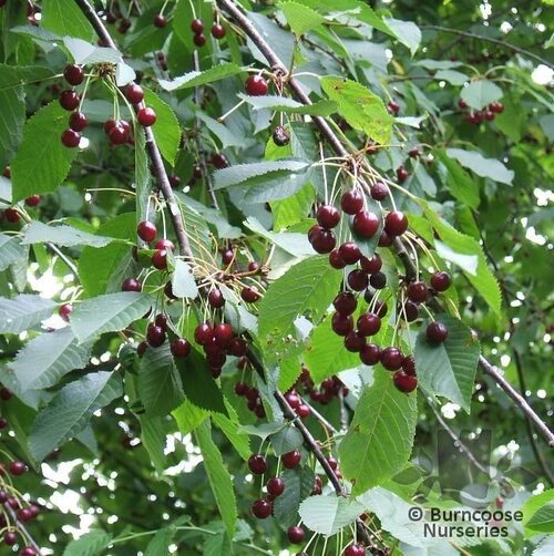 PRUNUS avium  