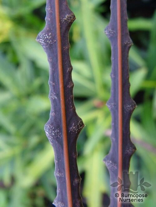 PSEUDOPANAX ferox  