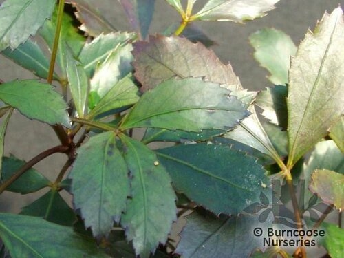 PSEUDOPANAX lessonii 'Rangitira' 