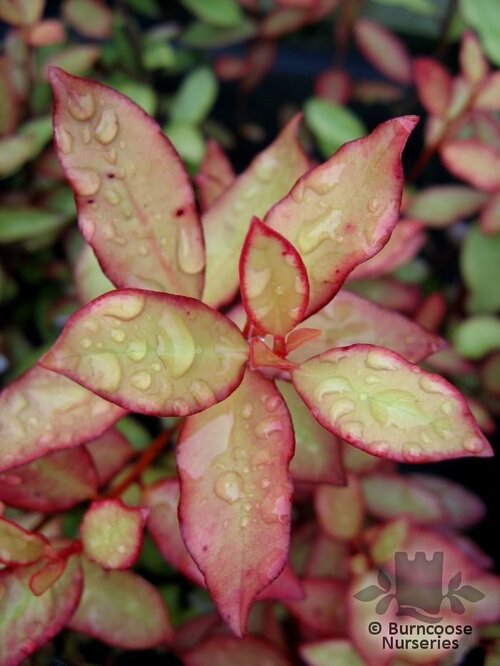 PSEUDOWINTERA colorata  