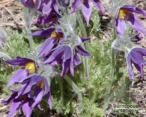 PULSATILLA   