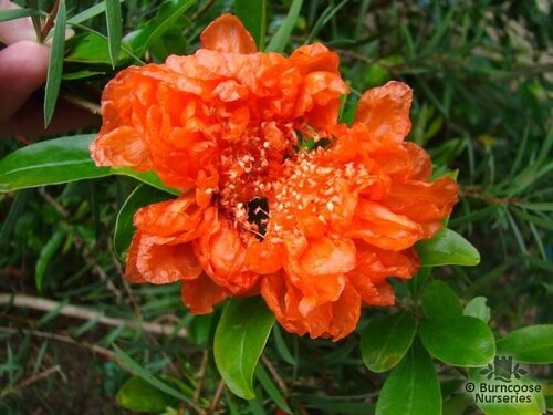 PUNICA granatum  
