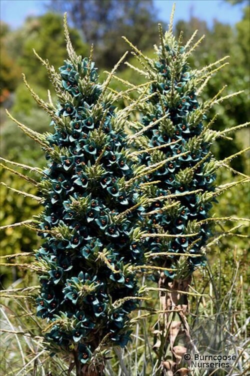 PUYA berteroniana  