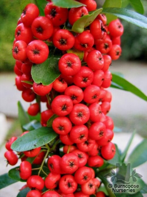 PYRACANTHA Saphyr Red  