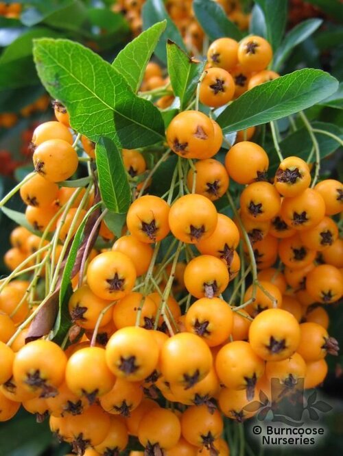 PYRACANTHA Saphyr Yellow  