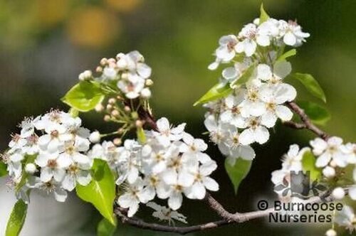 PYRUS   