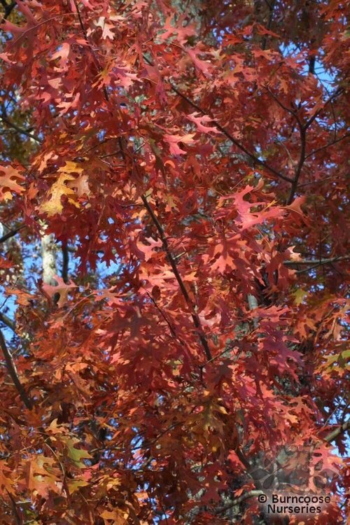QUERCUS coccinea  