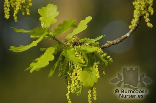 QUERCUS robur  