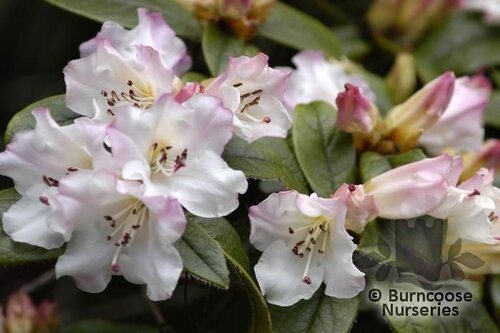 RHODODENDRON 'Cilpinense'  
