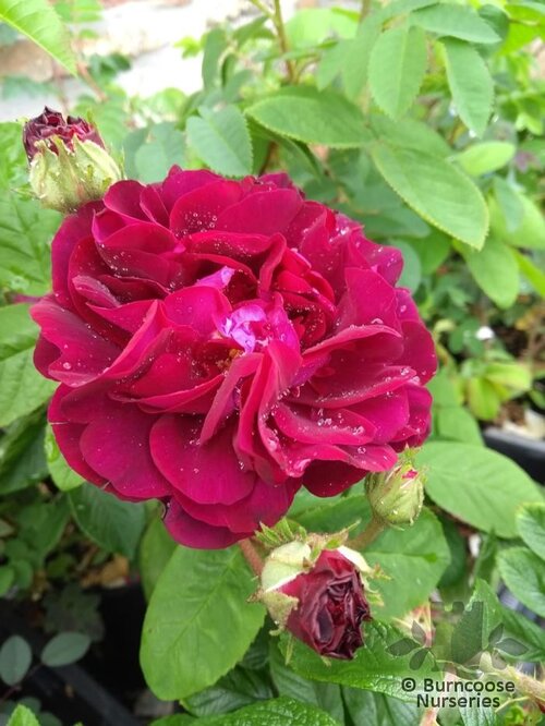 ROSA 'Tuscany Superb'  