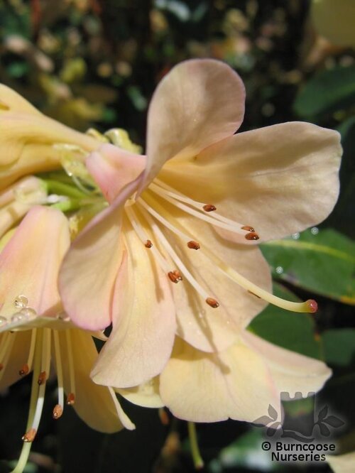 RHODODENDRON 'Alison Johnstone'  