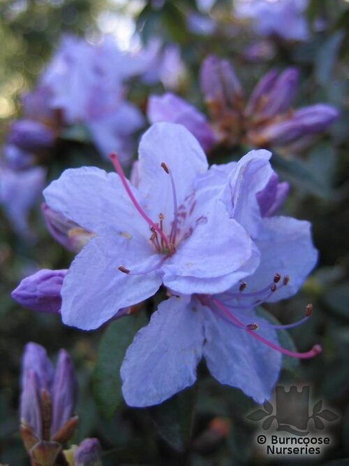 RHODODENDRON 'Blue Tit'  
