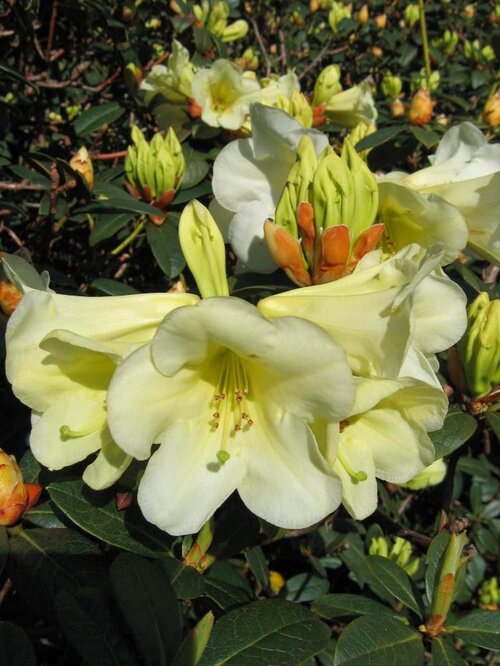 RHODODENDRON 'Michael's Pride'  