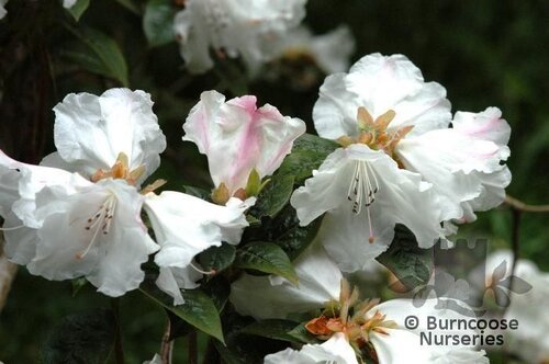 RHODODENDRON 'Princess Alice'  