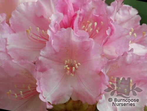 RHODODENDRON 'Doc'  