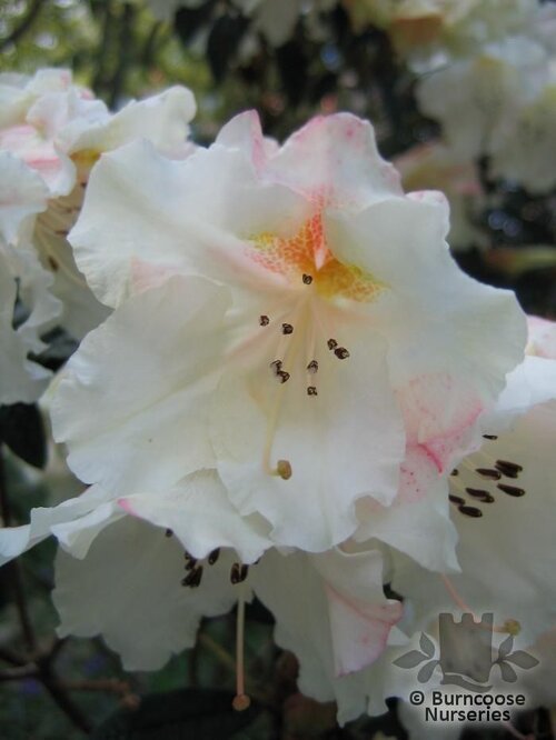RHODODENDRON 'Fragrantissimum'  