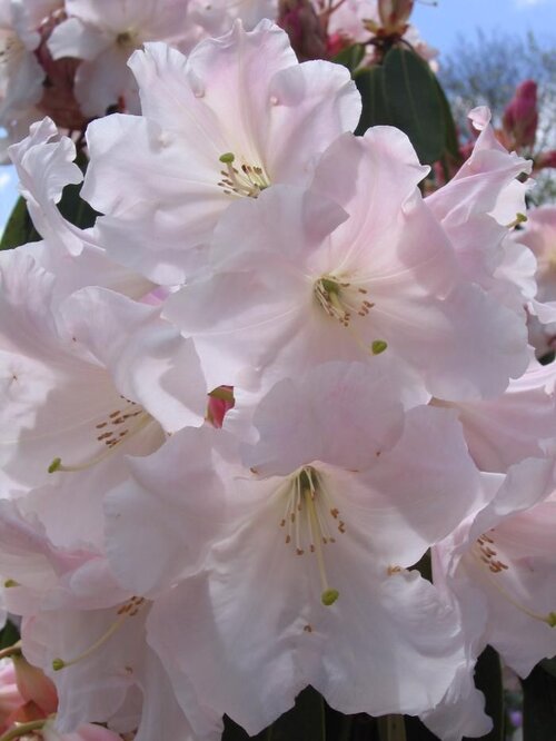RHODODENDRON loderi 'King George' 