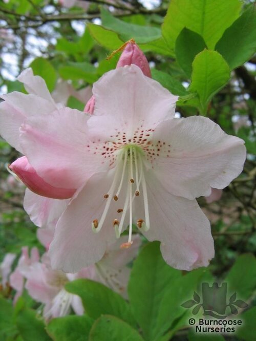 RHODODENDRON schlippenbachii  