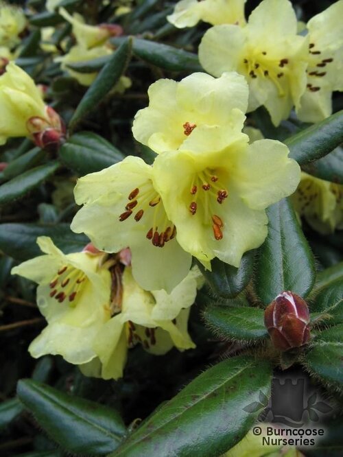 RHODODENDRON valentinianum  
