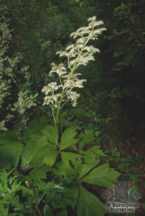 RODGERSIA podophylla  