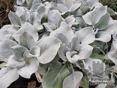 SENECIO 'Angel Wings'  