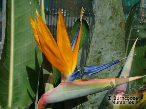STRELITZIA   