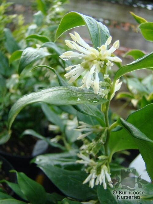 SARCOCOCCA ruscifolia  