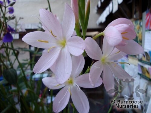 HESPERANTHA coccinea 'Pink Princess' 