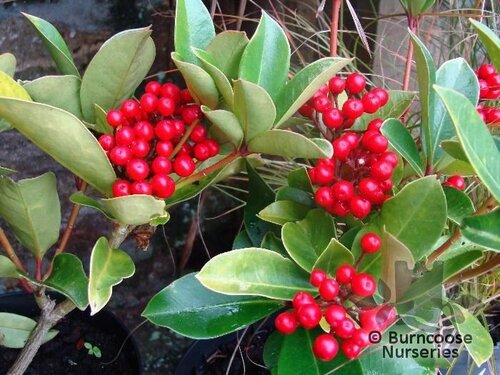 SKIMMIA japonica 'Redruth' 