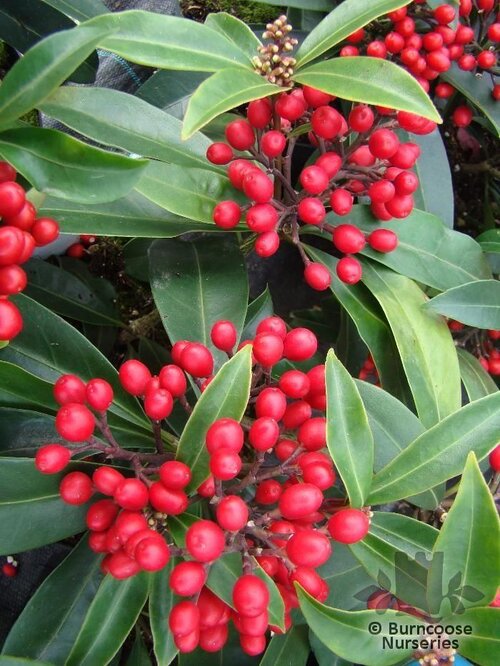 SKIMMIA japonica subsp. reevesiana 