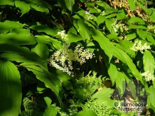 SMILACINA racemosa  
