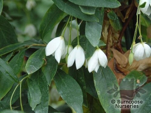 SOLLYA heterophylla white form 