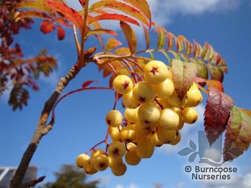SORBUS 'Joseph Rock'  