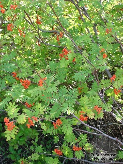 SORBUS aucuparia  