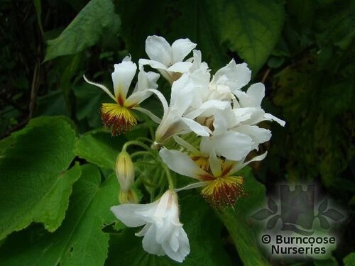 SPARRMANNIA africana  