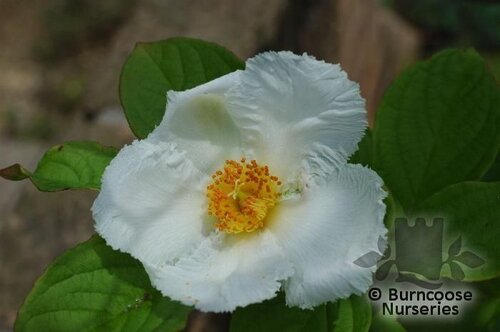 STEWARTIA pseudocamellia  