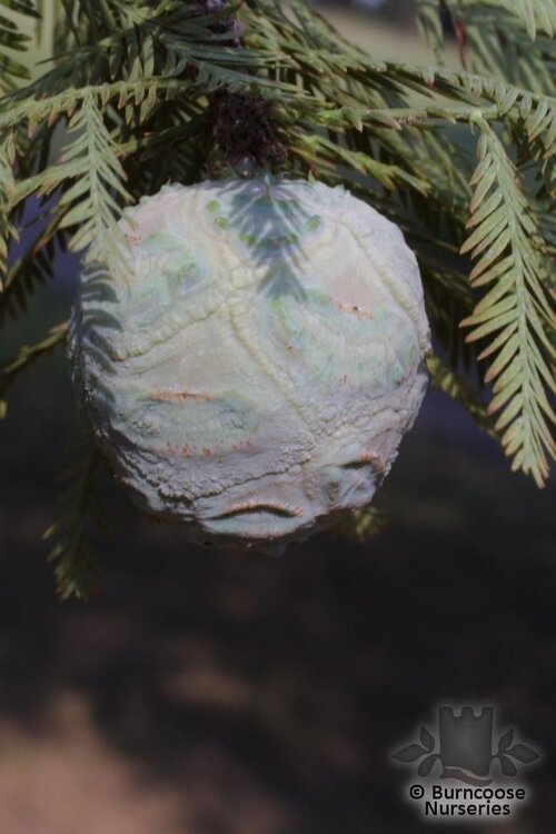 TAXODIUM distichum  