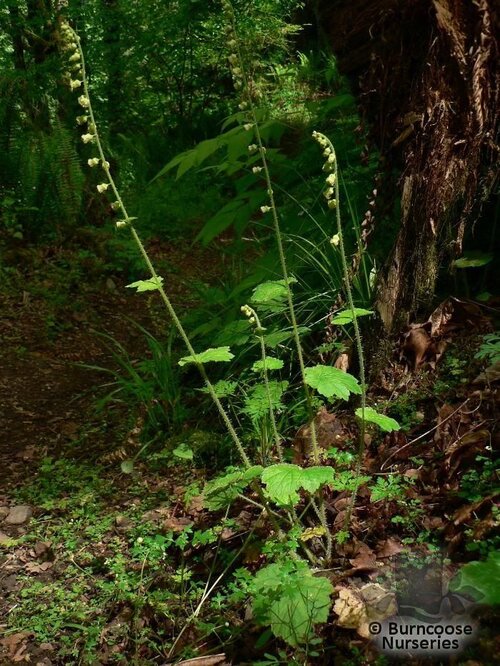 TELLIMA   