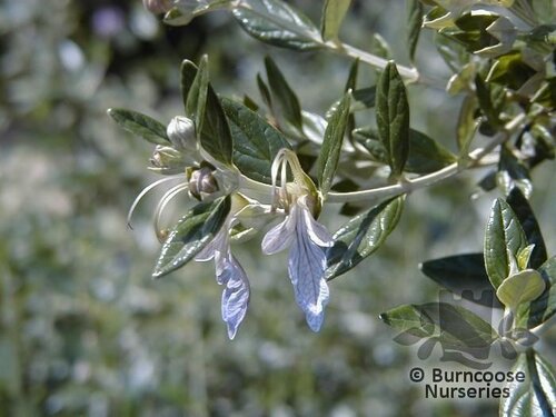 TEUCRIUM   