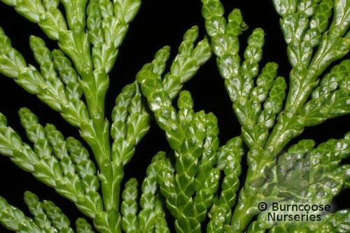 THUJA plicata  
