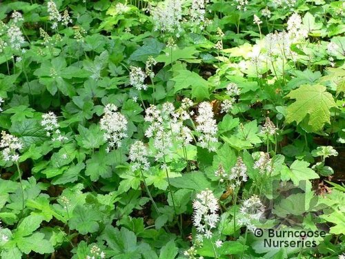 TIARELLA cordifolia  