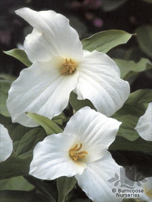 TRILLIUM   